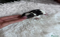 Yorkshire Terrier perros en venta: YORKSHIRE BIEWER HEMBRA - Imagen 4