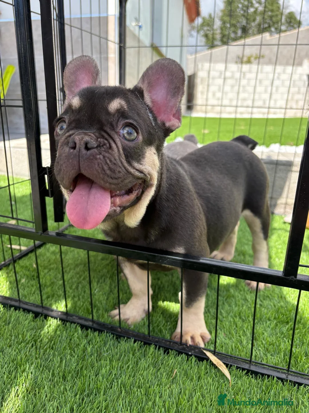 Bulldog Francés perros en venta: Cachorro de bulldog Frances  - Anuncio 2