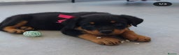 Rottweiler perros en venta: Cachorros rottweiler  - Anuncio 3