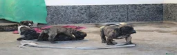 Presa Canario perros en venta: Camada presa canario pedigri FCI - Anuncio 7