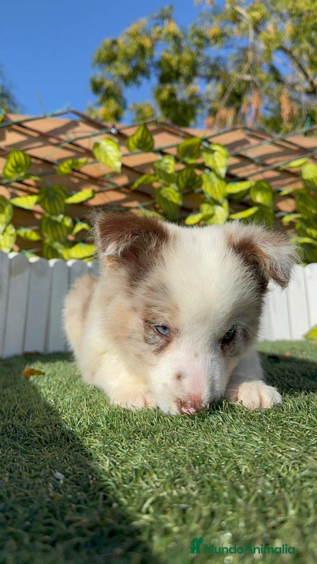 Border Collie perros en venta: BORDER COLLIE - Anuncio 17