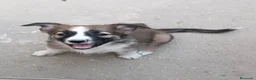 Border Collie perros en venta: Cachorros de border collie - Anuncio 10