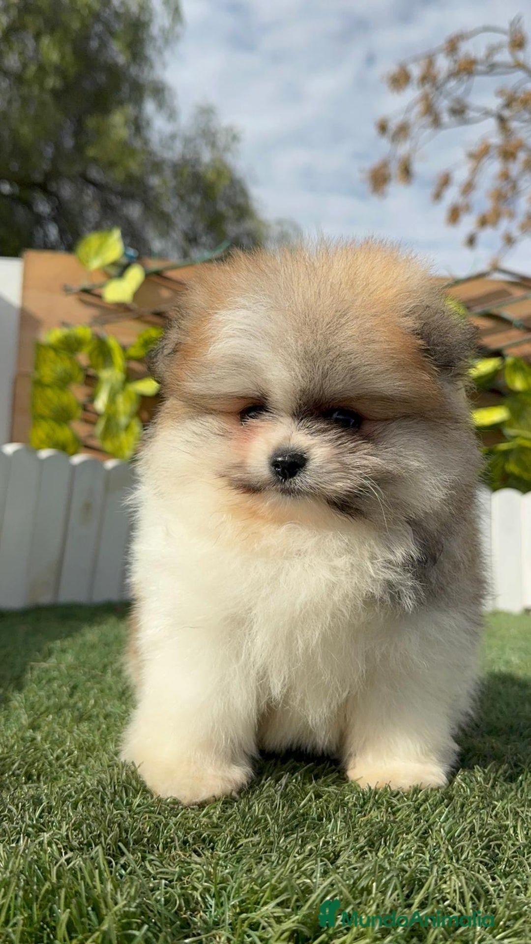 Pomerania perros en venta: POMERANIA HEMBRA - Anuncio 4