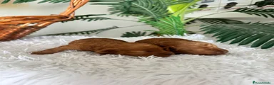 Caniche Toy 2