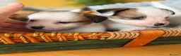 Jack Russell Terrier perros en venta: Cachorros de jack Russell disponibles - Anuncio 9