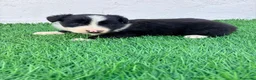 Border Collie perros en venta: Border Collie - Anuncio 5