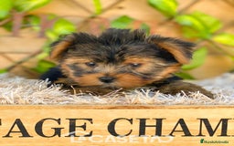 Yorkshire Terrier perros en venta: Camada de Rea - Imagen 2