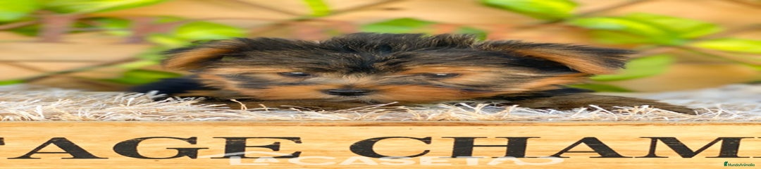 Yorkshire Terrier Cachorro 3591