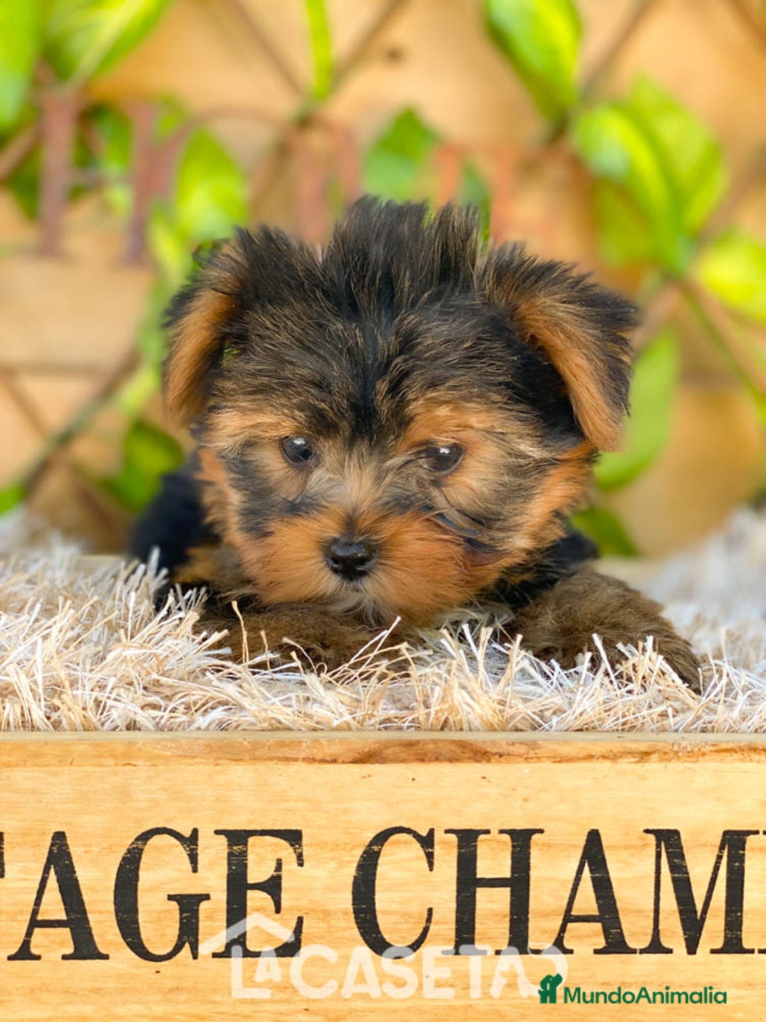 Yorkshire Terrier perros en venta: Camada de Rea - Imagen 2