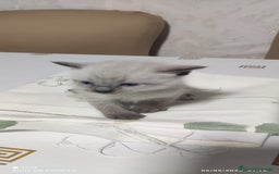 Siamés gatos en venta: Siames  - Imagen 5