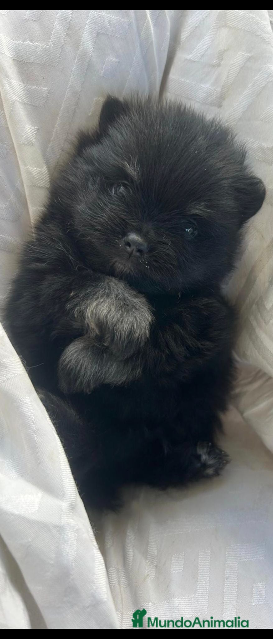 Pomerania perros Machito lujo de pomerania - Anuncio 4