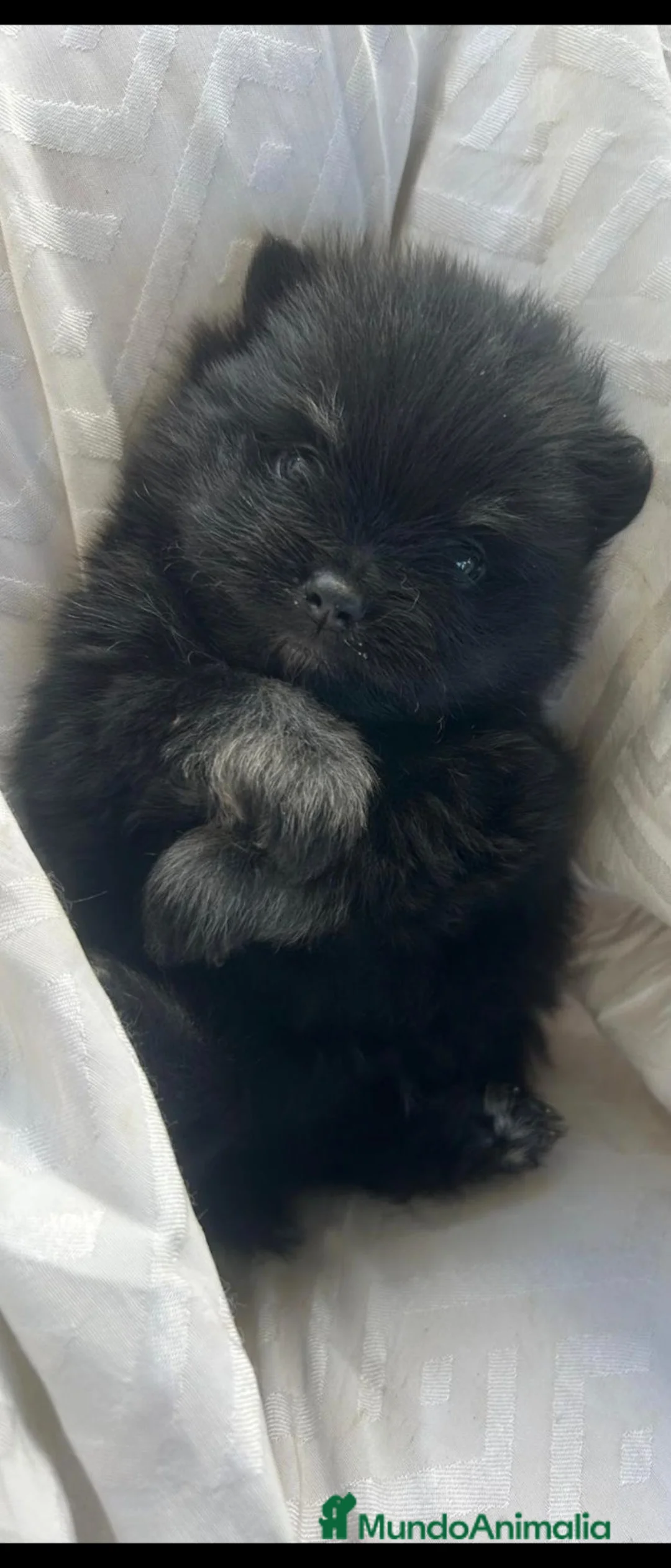 Pomerania perros en venta: Machito lujo de pomerania - Anuncio 1
