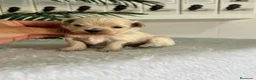 Maltipoo perros en venta: MALTIPOO DE LÍNEA COREANA – PEQUEÑOS QUE ENAMORAN - Anuncio 3