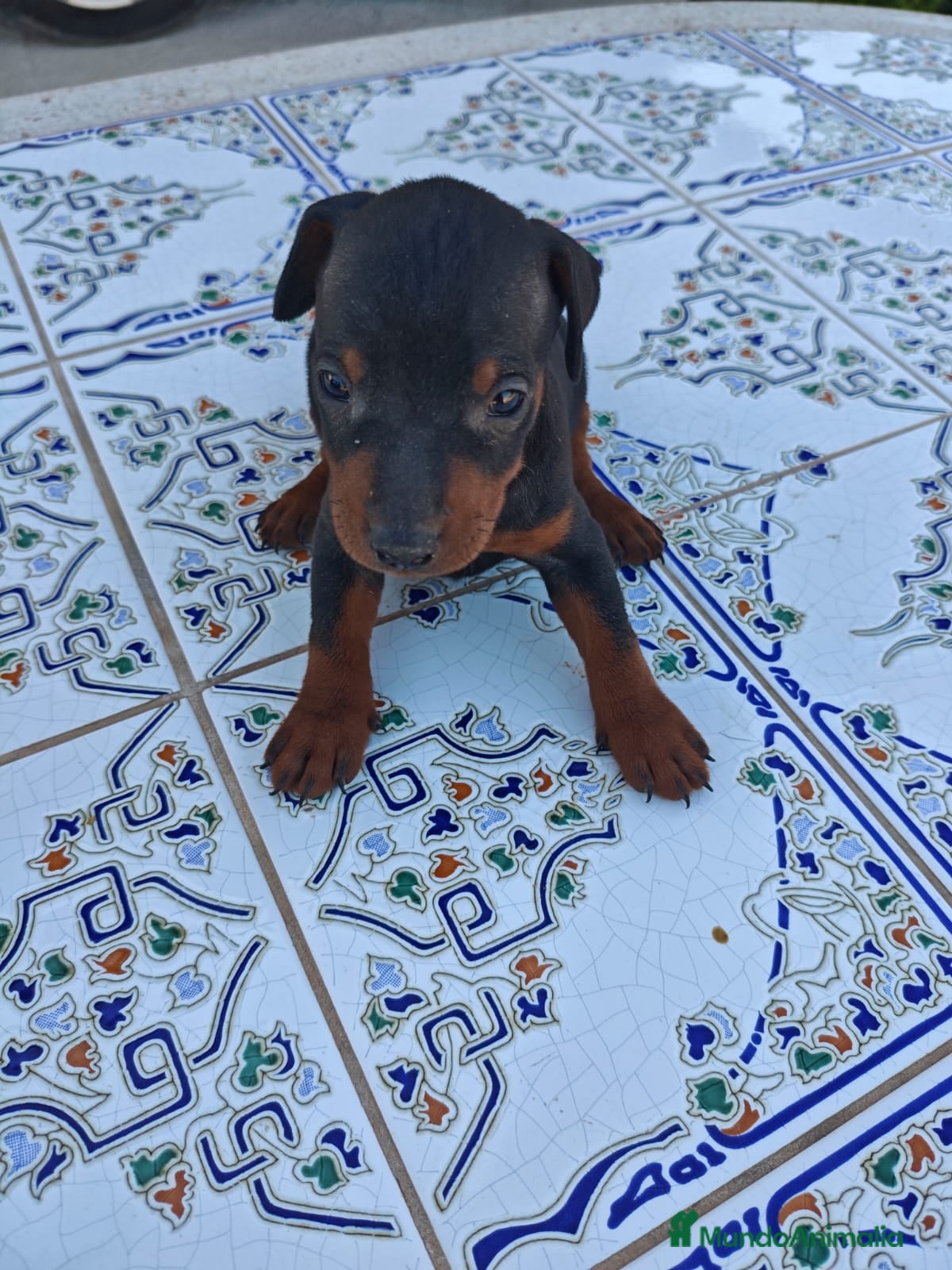 Pinscher Miniatura perros Pinscher Miniatura Top - Anuncio 2