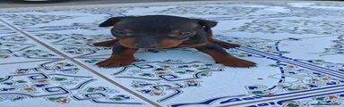 Pinscher Miniatura Cachorro 1