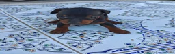 Pinscher Miniatura perros en venta: Pinscher Miniatura Top - Anuncio 2