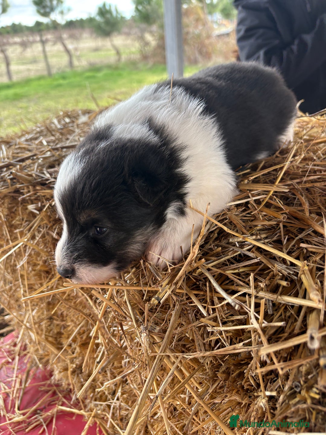 Border Collie perros en venta: Linda hembra de Border  collie  - Anuncio 5