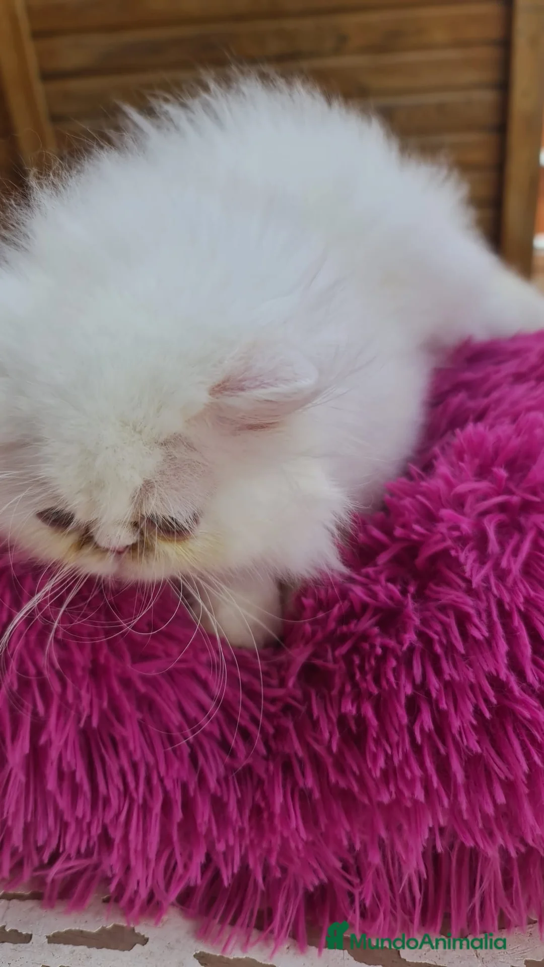 Himalayo gatos en venta: Precioso macho Himalayo en Madrid - Anuncio 4