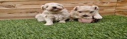 Maltipoo perros en venta: MALTIPOO  en Barcelona - Anuncio 4