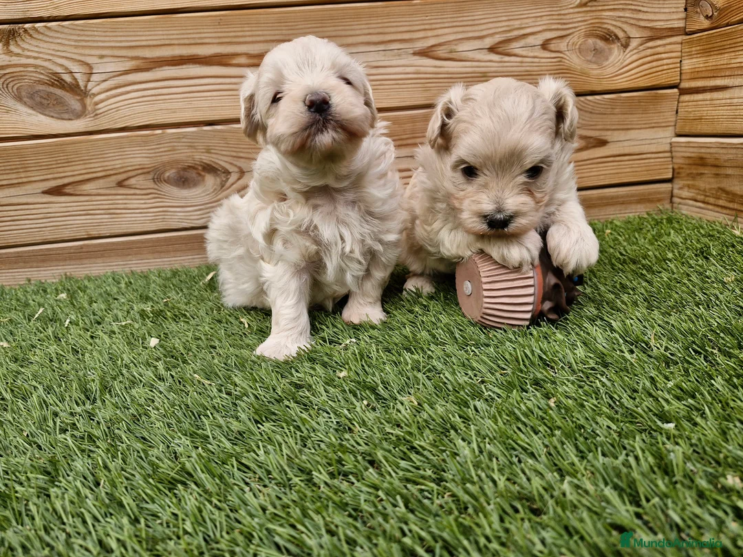Maltipoo perros en venta: MALTIPOO  en Barcelona - Anuncio 4