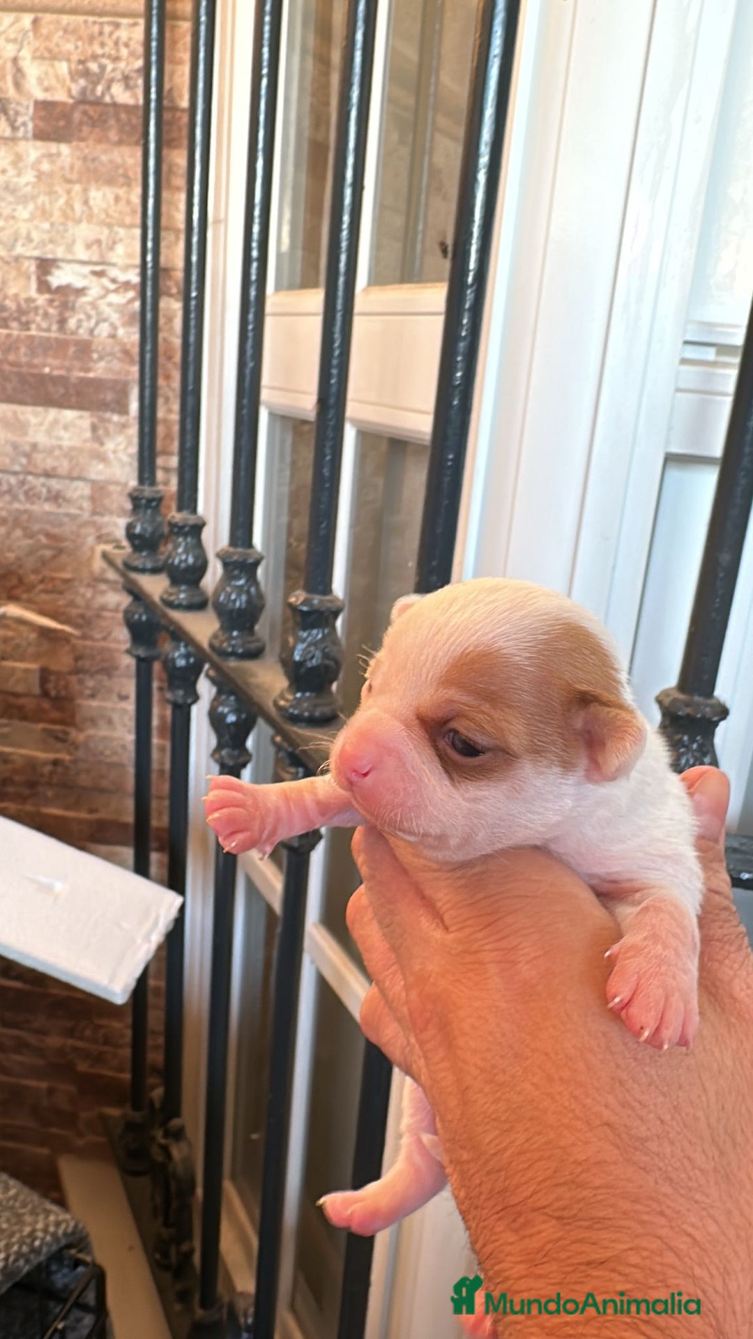 Chihuahua perros en venta: CHIHUAHUA - Anuncio 5