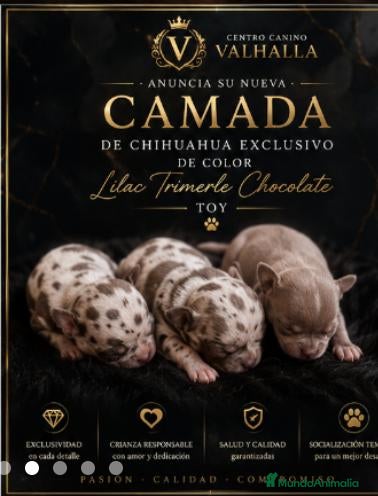 Chihuahua perros Camada de chihuahua trimerle lila choco  - Anuncio 16