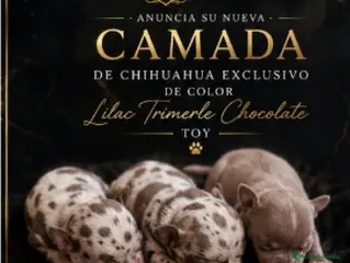 Chihuahua perros Camada de chihuahua trimerle lila choco - Anuncio 16