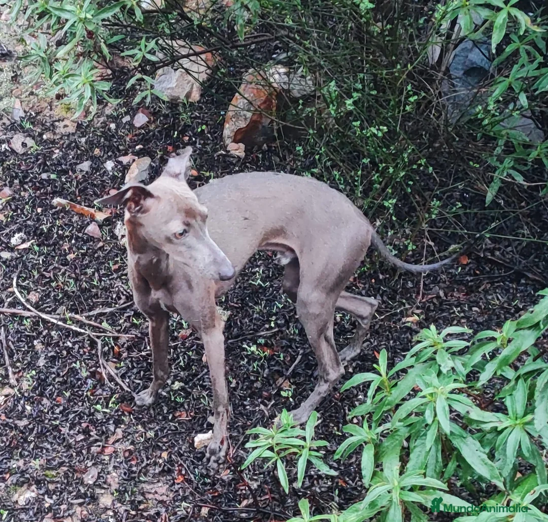 Pequeño Lebrel Italiano perros para monta: GALGO ITALIANO MONTAS (UNO CREMA Y OTRO GRIS)) - Anuncio 1