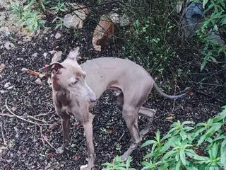 Pequeño Lebrel Italiano perros GALGO ITALIANO MONTAS (UNO CREMA Y OTRO GRIS)) - Anuncio 2
