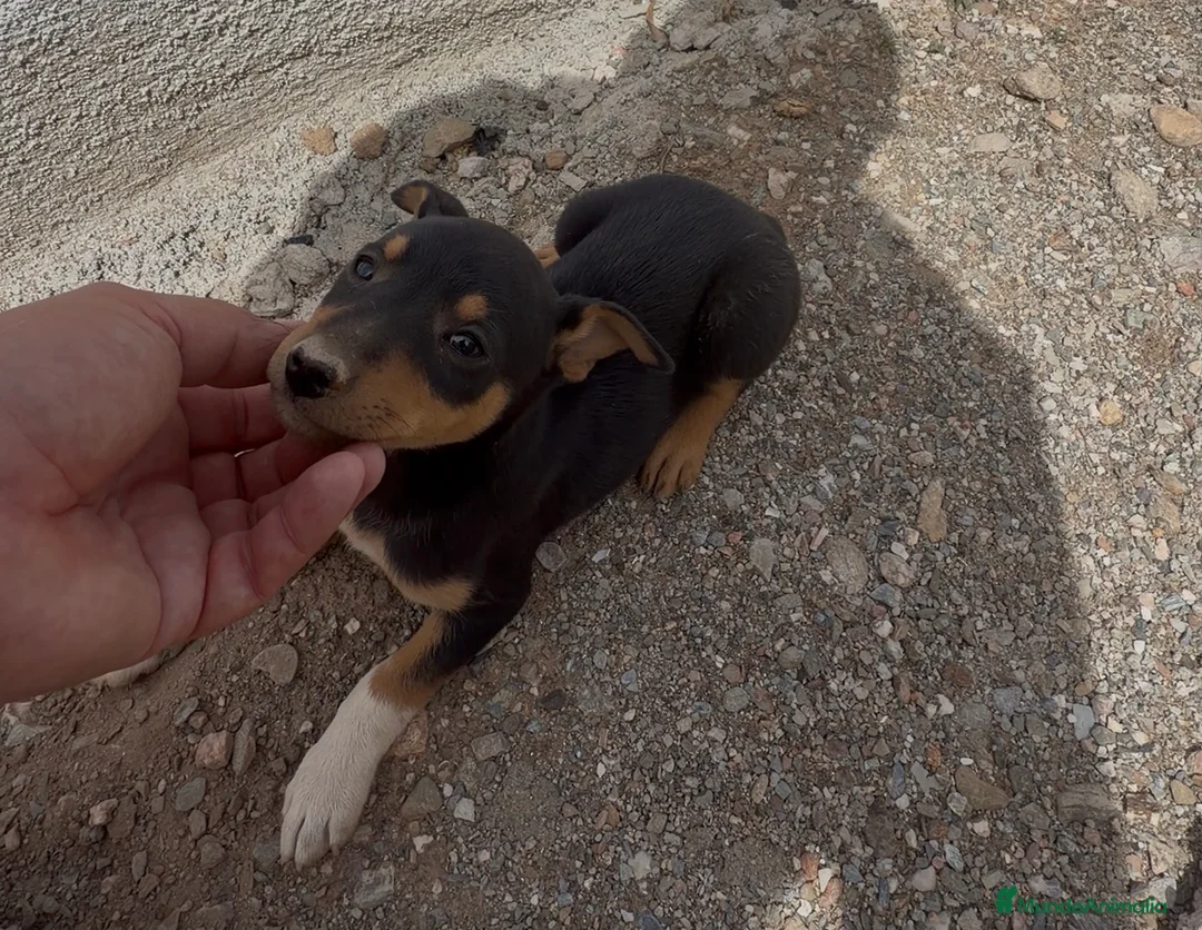 Raza Mixta perros en venta: Hembra mestiza de mini Pincher  - Anuncio 2