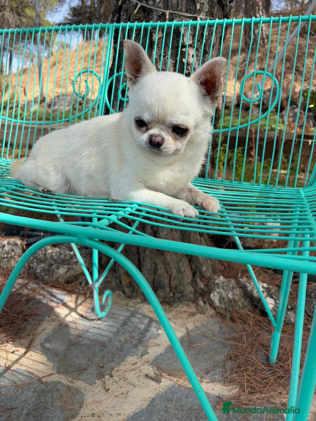 Chihuahua perros en venta: Chihuahua Toy entrega en Diciembre - Anuncio 7