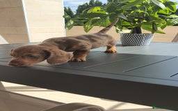 Teckel Miniatura perros en venta: Teckel mini exóticos, arlequín, pielbad, chocolate - Imagen 6