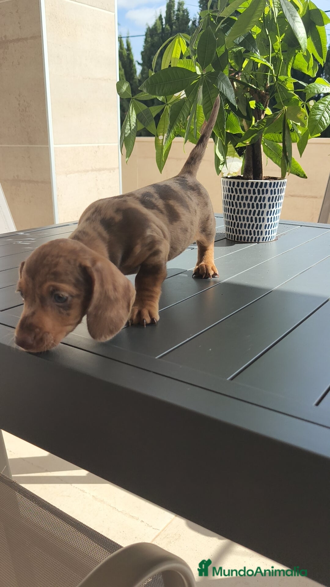 Teckel Miniatura perros en venta: Teckel mini exóticos, arlequín, pielbad, chocolate - Imagen 6