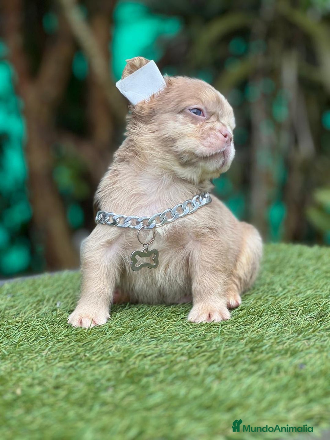 Bulldog Francés perros en venta: Bulldog francés puppy exoticos  - Anuncio 7