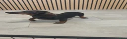 Teckel Miniatura perros en venta: Teckel Mini hembra disponible  - Anuncio 2
