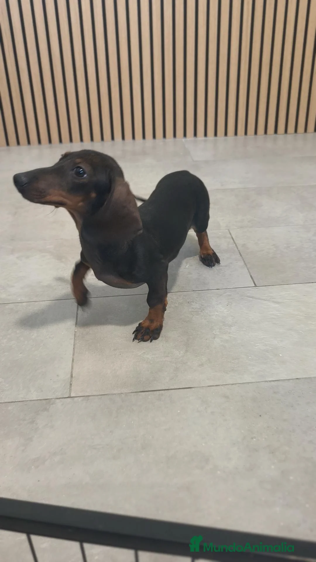 Teckel Miniatura perros en venta: Teckel Mini hembra disponible  - Anuncio 2