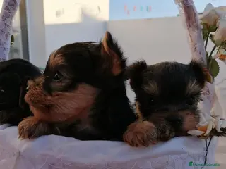 Yorkshire Terrier perros Yorkshire terrier Toy super pequeños y preciosos - Anuncio 1