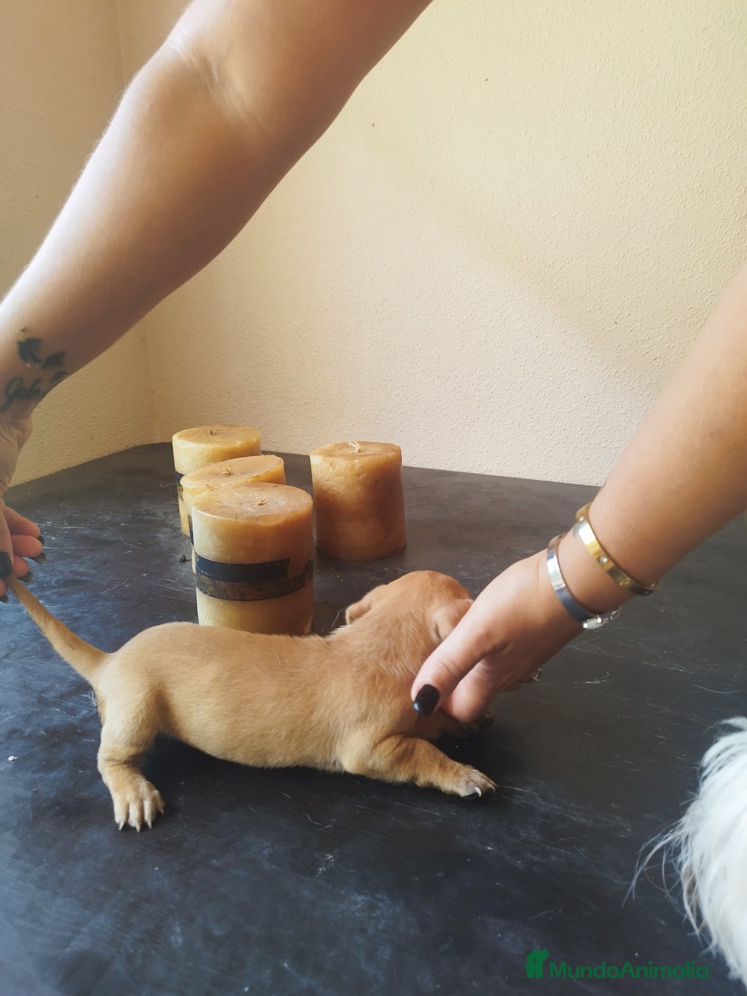 Teckel perros en venta: TECKEL HEMBRA. CALIDAD Y SELECCIÓN  - Imagen 6