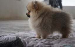 Pomerania perros en venta: 🔥 Sparky – Pomerania Mini Toy rojo 🐾 - Imagen 10