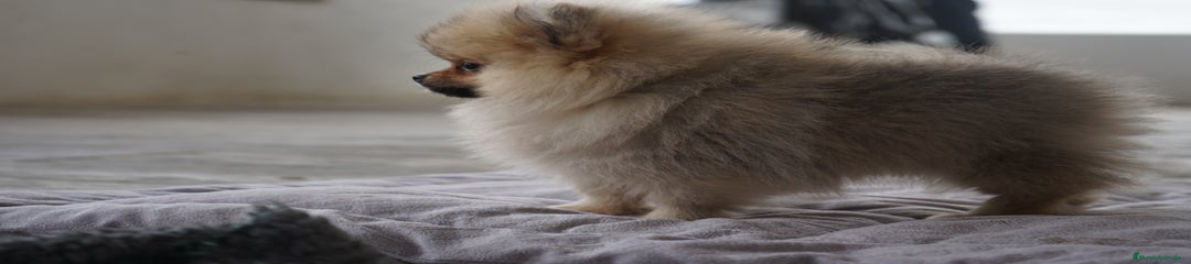 SPARKY