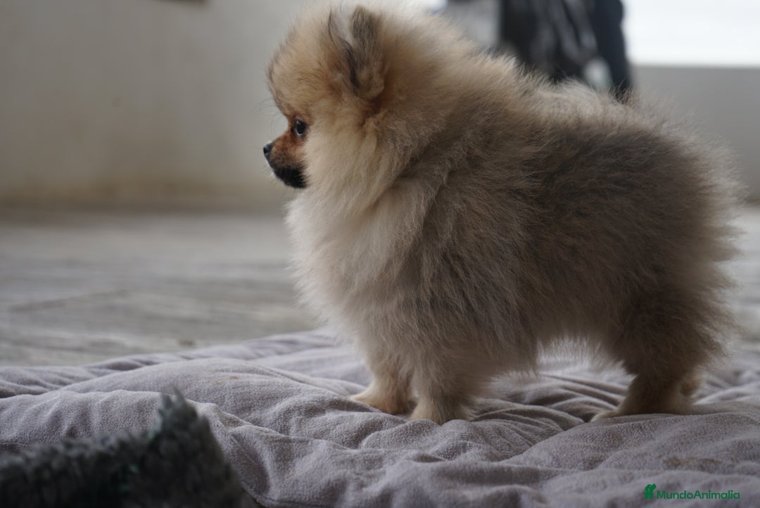 Pomerania perros en venta: 🔥 Sparky – Pomerania Mini Toy rojo 🐾 - Imagen 10