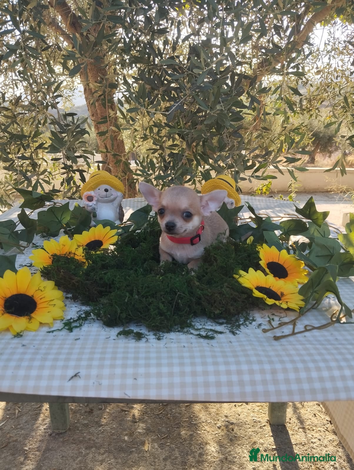Chihuahua perros Chihuahuas toys - Anuncio 1