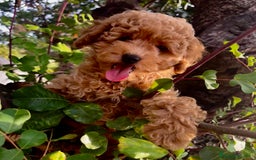 Caniche Toy perros en venta: Caniche toy Apricot  - Imagen 5