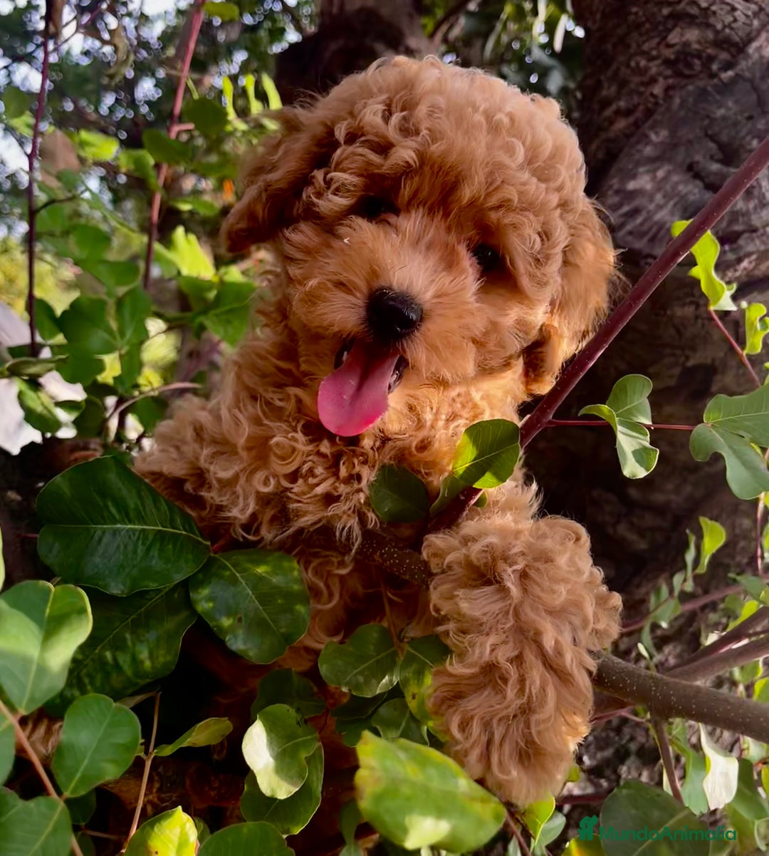 Caniche Toy perros en venta: Caniche toy Apricot  - Imagen 5