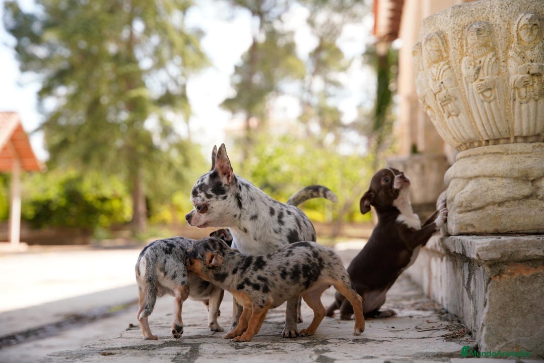 Chihuahua perros en venta: canadá chihuahua - Imagen 9