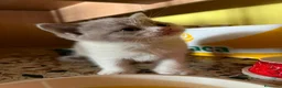 Británico de Pelo Corto gatos en venta: GATOS BRITANICO PELO CORTO BICOLOR - Anuncio 5