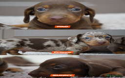 Teckel Miniatura perros en venta: 💥 PEQUEÑOS TECKEL MINIATURA ARLEQUIN ❤️‍🔥 - Imagen 1