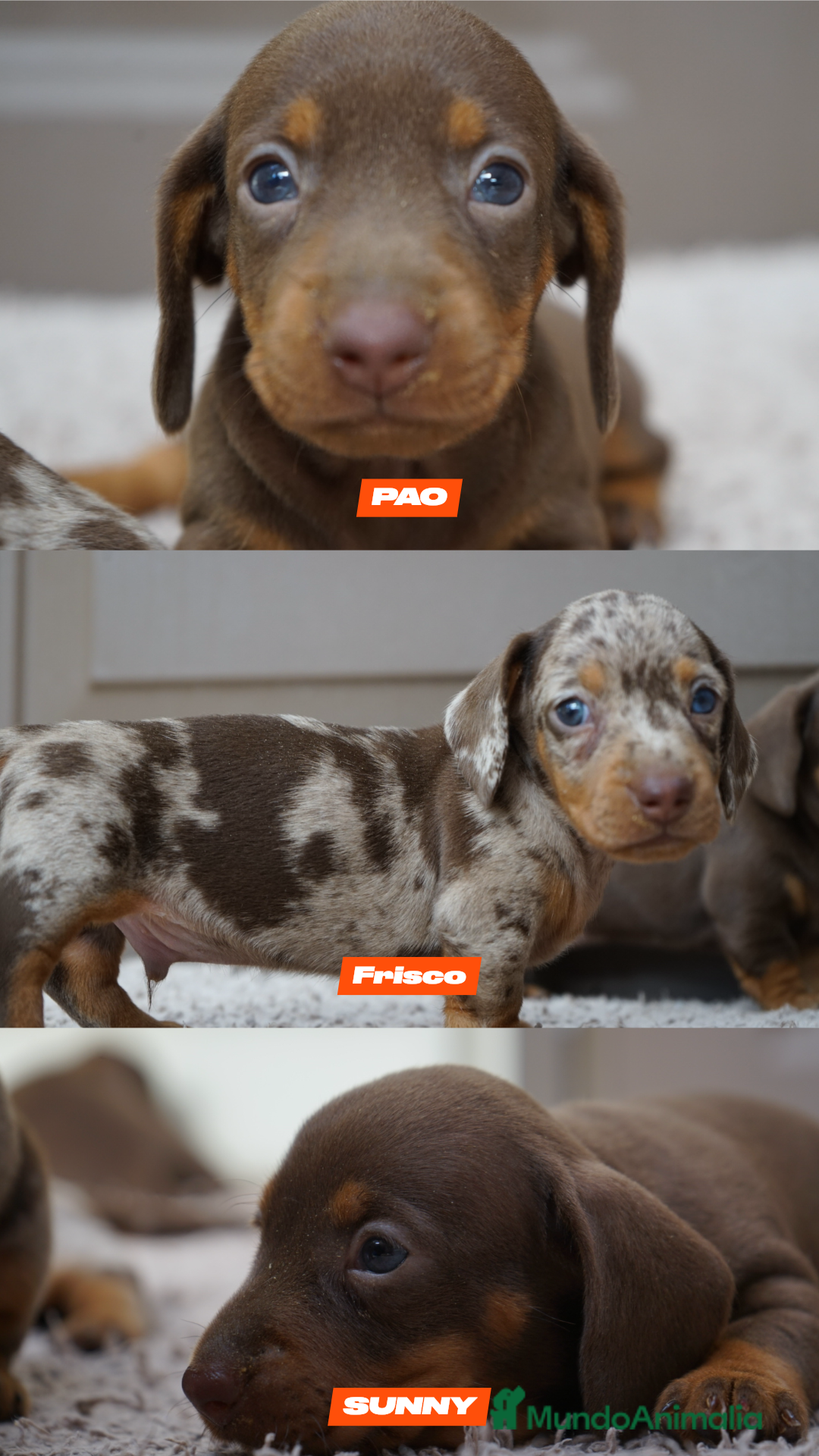 Teckel Miniatura perros en venta: 💥 PEQUEÑOS TECKEL MINIATURA ARLEQUIN ❤️‍🔥 - Imagen 1