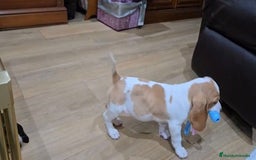 Basset Hound perros en venta: Preciosos sabuesos - Imagen 6
