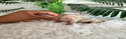 Chihuahua perros en venta: CHIHUAHUA HEMBRA MERLE - Anuncio 5